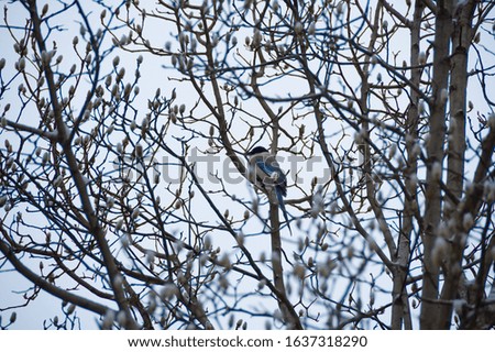 Blue bird in trees on snowy day