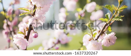 Decorative sakura blossom view. Spring sunny day with flowers.