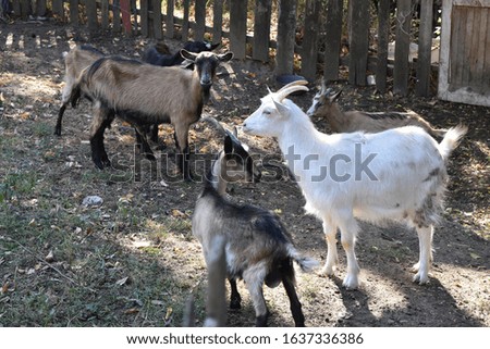 Domestic animals in the village yard