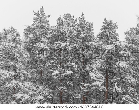 Pine trees in the snow. Forest or park. Beautiful natural winter background
