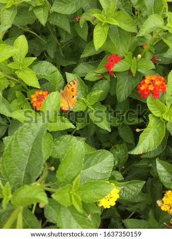 nature picture with beautiful butterfly and flowers and leafs