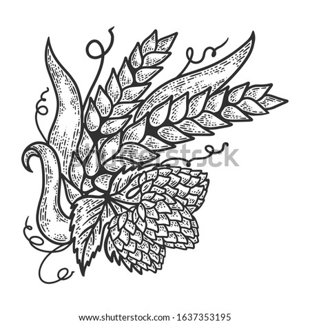 Hops and barley plant engraving sketch raster illustration. Scratch board style imitation. Black and white hand drawn image.