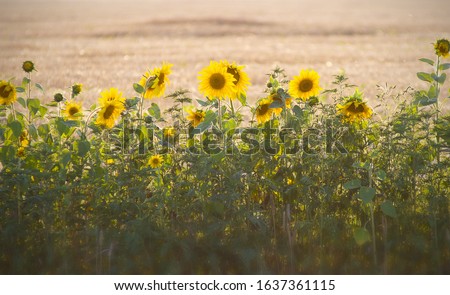 field with sunflowers on a background of wheat flooded with light
