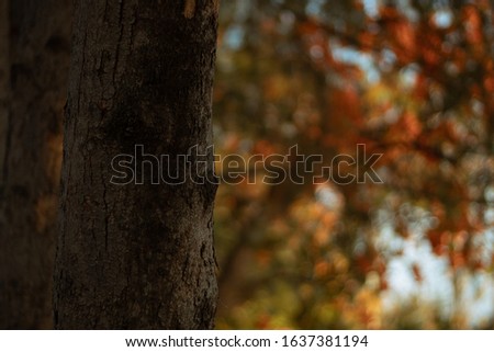 
A quiet autumn tree In the winter