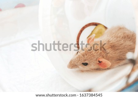 little mouse white gray cute