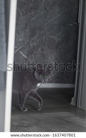 Grey cat on a grey background