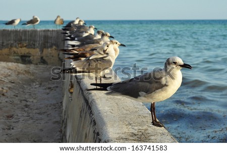 Standing seagulls lined up in a diagonal on a dam, near the ocean.