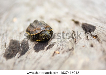 Baby turtle on the Wood flooring background