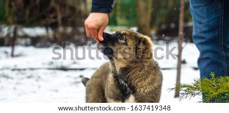 Dog fed with hands during a snowfall, Alabai puppy, photo banner