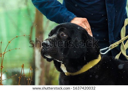 Big black and adult alabai on a leash near his master