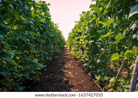 Common bean (Phaseolus vulgaris) plantation or crop. Creeper planting at fields in India. Royalty-Free Stock Photo #1637427010