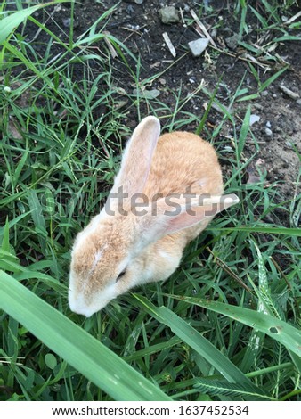 Animal wildlife cute rabbit in grass nature
