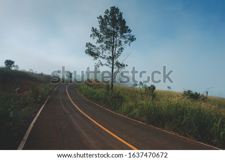 On the road, in the foggy road in Thailand,An asphalt road that goes through a misty dark misterious pine forest