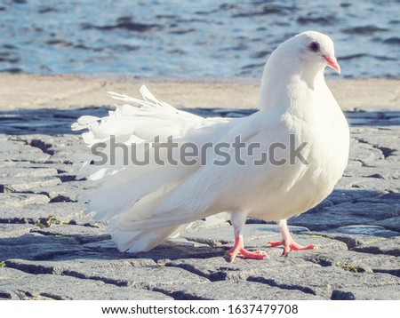 a symbol of peace. White dove walking along the pavement