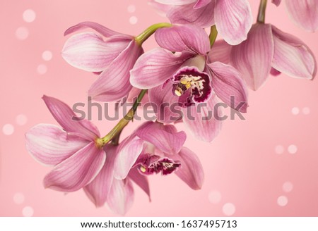 luxurious pink branch of Cymbidium Orchid on a pink background. postcard