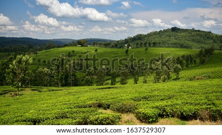 Scenic Green Tea Plantation and Forested Hills, Uganda