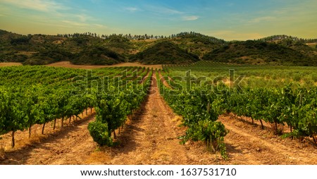 Vineyard on the road to Santiago de Navarra, Spain Royalty-Free Stock Photo #1637531710