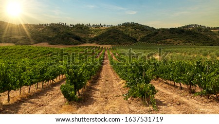 Vineyard on the road to Santiago de Navarra, Spain Royalty-Free Stock Photo #1637531719