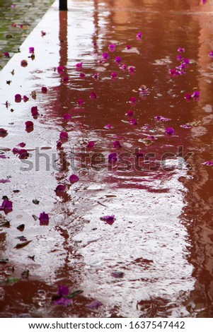 African rain on a concrete floor with fallen bougainvillea flowers typical scenery of Uganda rainy season.