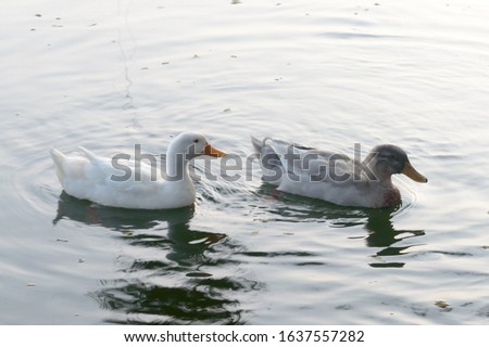 Ducks bird water seabird (geese swans or Anatidae collectively called waterfowl Wading shorebirds family) swimming floating on wetland reflection lake water surface. Close Up. Animals Wild Background.
