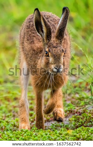 Hare (Lepus europaeus) running in a green landscape towards the camera looking into the lens. Right from the centre in the picture. Taken from the front.
