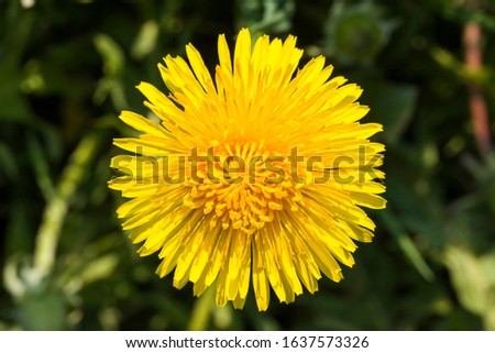 photo of yellow dandelions in summer or spring, details of a beautiful wild flowering plant