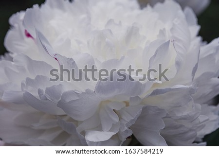 White peonies flowers background. Flowers in bloom. Close-up beautiful details of  piony. Spring concept. Floral greeting card.