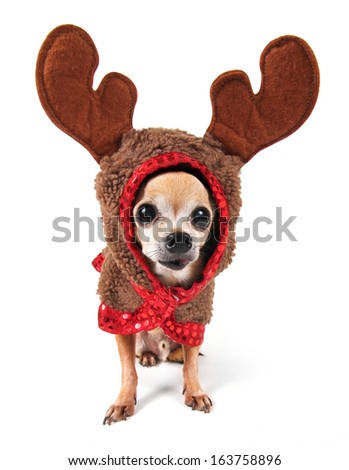 a cute chihuahua in a reindeer costume with large eyes