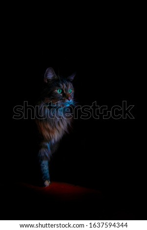 Portrait of a Beautiful Maine Coon cat in dark, black background.