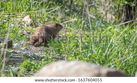 groundhog in its natural element. Marmot