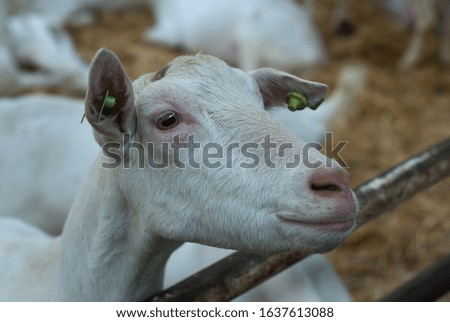 Portrait of a white goat in the barn