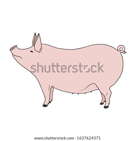 Fat cute funny pink standing Pig. Farm Animal cartoon illustration. Hand drawn design element isolated on white background. Livestock series.