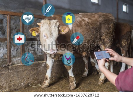 Agritech concept showing a herd of dairy cows in a field with farmer accessing selected cows data and statistics wirelessly on a smartphone app.