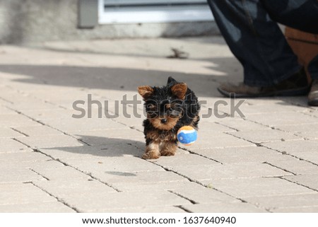 A Yorkshire Terrier puppy chasing a ball