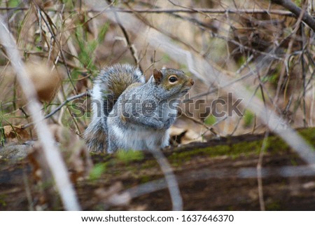 Gray squirrel in the woods