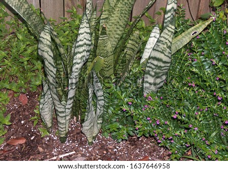 snake plant or mother in law tongues in yard