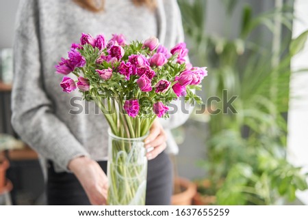 Closeup of purple poppies anemones. Many flowers in glass vase in womans hands. winter flower