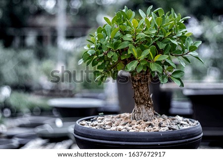 Bonsai is a Japanese art form using cultivation techniques to produce, in containers, small trees that mimic the shape and scale of full size trees.