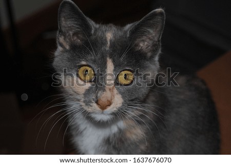 Grey, orange, and white tortieshell cat with wide, yellow and orange eyes with soft-focused background.