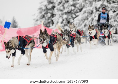 A team of four husky sled dogs running on a snowy wilderness road. Sledding with husky dogs in winter czech countryside. A group of hounds of dogs at dog races.