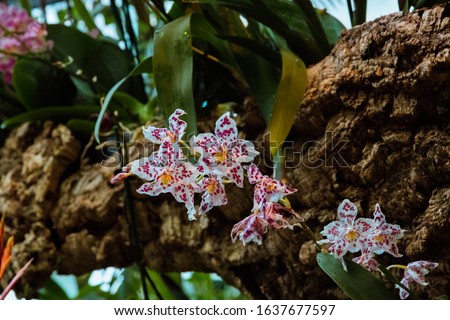 Orchid flower in garden at winter or spring day. Phalaenopsis orchid.
