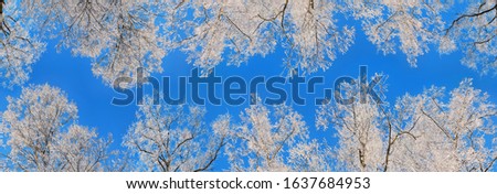 Landscape with birches on a clear winter day. Crown trees. Bottom view. Frozen trees with clear blue sky on the background. Hoarfrost on branches. Panorama of snow crowns of trees against the sky.