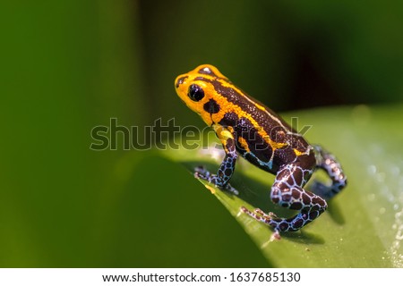 Mimic Poison Frog, Ranitomeya imitator Jeberos is a species of poison dart frog found in the north-central region of eastern Peru. Its common name include mimic poison frog and poison arrow frog, Royalty-Free Stock Photo #1637685130