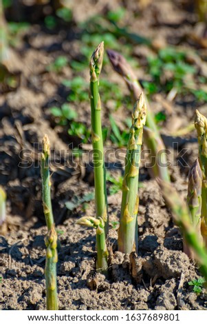 Green asparagus sprouts growing on bio farm field in Limburg, Belgium Royalty-Free Stock Photo #1637689801