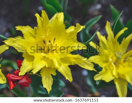 close up picture of yellow tulips with green background in spring time 