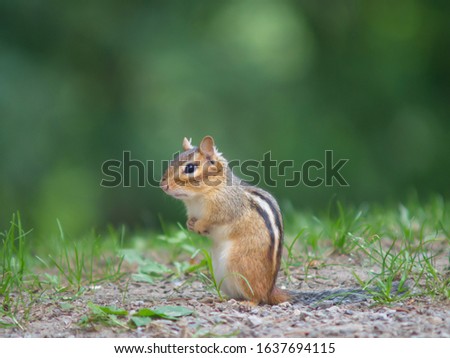 A Chipmunk stand alone near his hole