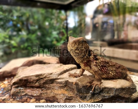 (red eyed crocodile skink) is a species of skink that is sometimes kept as exotic pets. The species is endemic to New Guinea, where it lives in the tropical rainforest.
