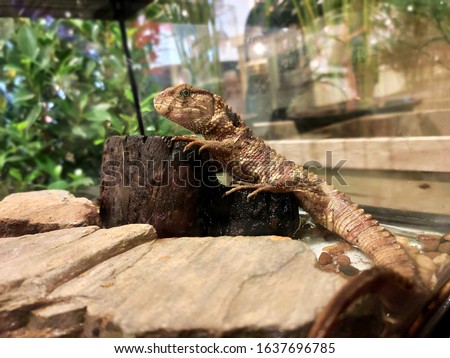 (red eyed crocodile skink) is a species of skink that is sometimes kept as exotic pets. The species is endemic to New Guinea, where it lives in the tropical rainforest.

