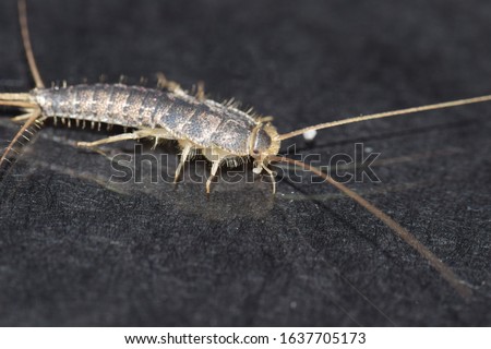 Long tailed silverfish, ctenolepisma longicaudata. In this image the compound eye and body scales are clearly visible.