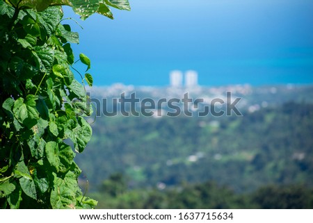 Views of the City, Ocean with Vibrant Lush Greenery